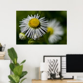 Li'l Daisy Poster (Heimbüro)
