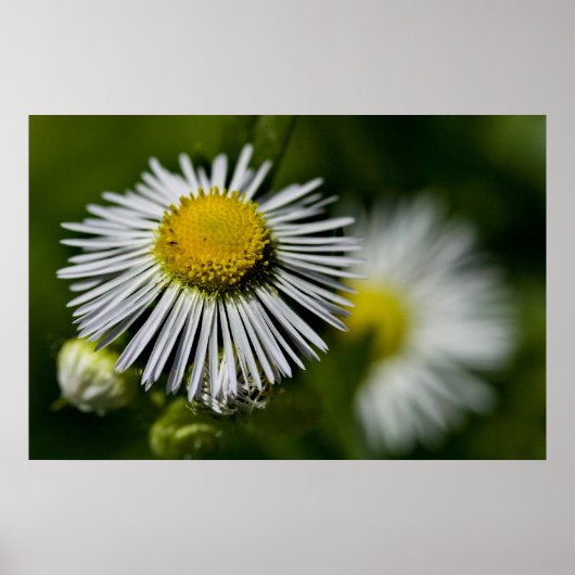 Li'l Daisy Poster (Vorne)