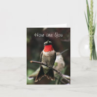 Lil Kolibri männlicher Gruß oder notecard-customiz