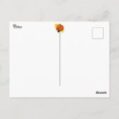 Lil' Pumpkin Head Postkarte (Rückseite)