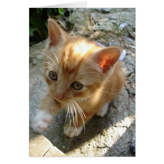 Lil' Red Kitten (Vorne)