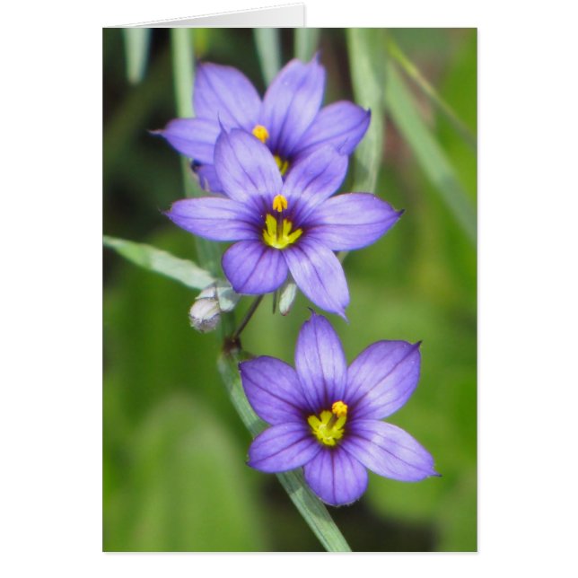 Lila (Vorne)