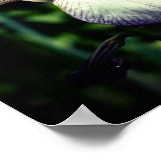 Lila Abstrakter Blume Poster (Ecke)