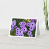 Lila African Daisies Karte (Vorderseite)