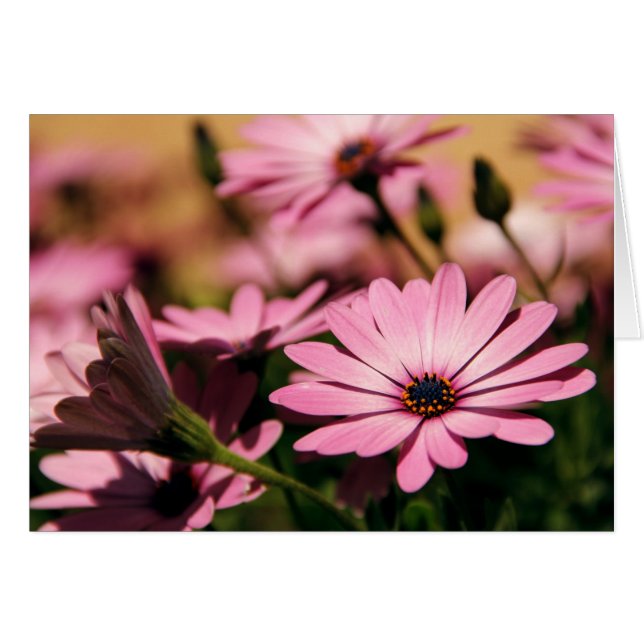 Lila African Daisy (Vorderseite (Horizontal))