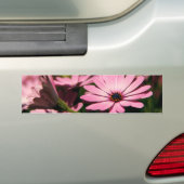 Lila African Daisy Autoaufkleber (Auf Auto)