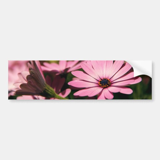 Lila African Daisy Autoaufkleber (Vorne)