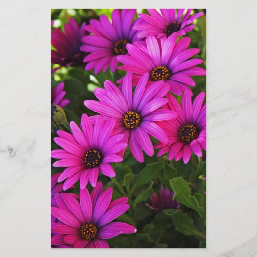 Lila African Daisy Briefpapier (Vorderseite)