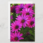 Lila African Daisy Briefpapier (Vorne/Hinten)