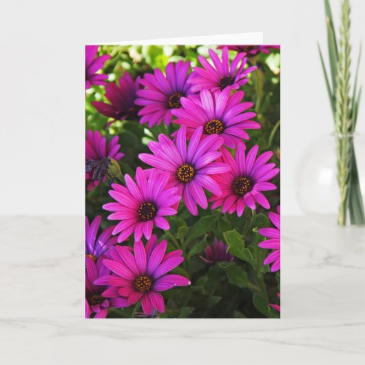 Lila African Daisy Feiertagskarte (Vorderseite)