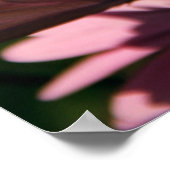 Lila African Daisy Poster (Ecke)