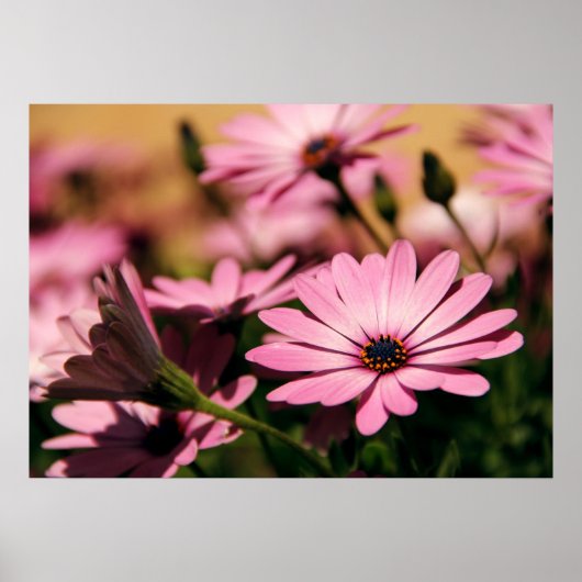 Lila African Daisy Poster (Vorne)