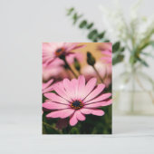 Lila African Daisy Postkarte (Stehend Vorderseite)