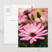 Lila African Daisy Postkarte (Vorne/Hinten)