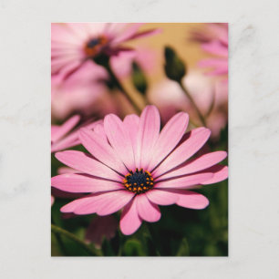Lila African Daisy Postkarte
