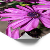 Lila Afrikanische Blume Poster (Ecke)