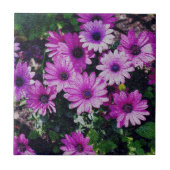 Lila afrikanische Daisies Floral Art Fliese (Vorderseite)
