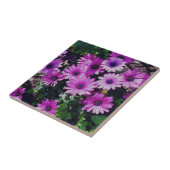 Lila afrikanische Daisies Floral Art Fliese (Seite)