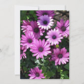 Lila afrikanische Daisy-Blume, die das Datum hochh Einladung (Rückseite)