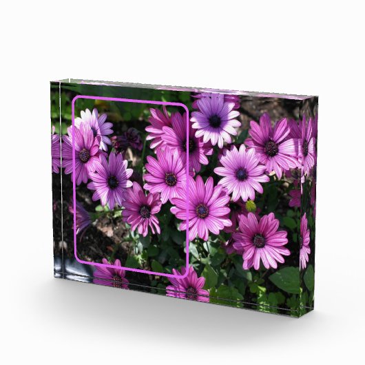 Lila afrikanische Daisy-Blume ergänzen sich Fotoblock (Rechts)