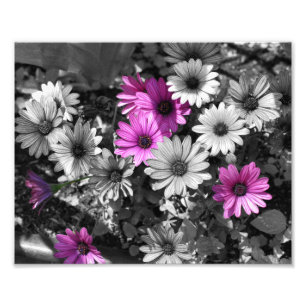 Lila afrikanische Daisy-Blume mit Teilfarbfarbe 8x Fotodruck