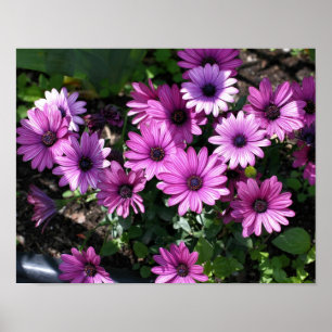 Lila afrikanische Daisy-Blume Poster