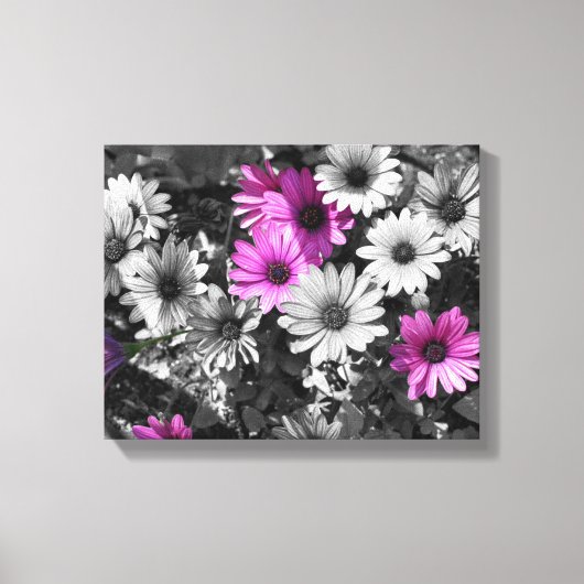 Lila afrikanische Daisy-Blume - teilweise Farbe Leinwanddruck (Vorderseite)