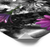 Lila afrikanische Daisy-Blume - teilweise Farbe Poster (Ecke)