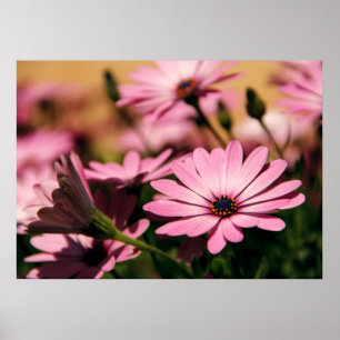 Lila Afrikanische Daisy Poster