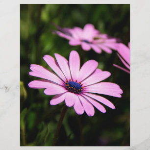 Lila Afrikanische Gänseblümchen-Fotografie Flyer