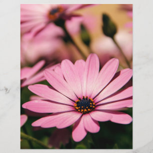 Lila Afrikanische Gänseblümchen-Fotografie Flyer