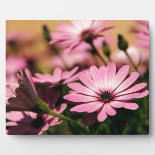 Lila Afrikanische Gänseblümchen-Fotografie Fotoplatte