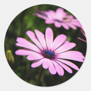 Lila Afrikanische Gänseblümchen-Fotografie Runder Aufkleber