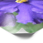 Lila afrikanische Violet-Blume Fotodruck (Ecke)
