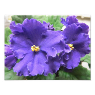 Lila afrikanische Violet-Blume Fotodruck