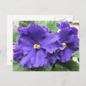 Lila afrikanische Violet-Blume Postkarte (Vorne/Hinten)