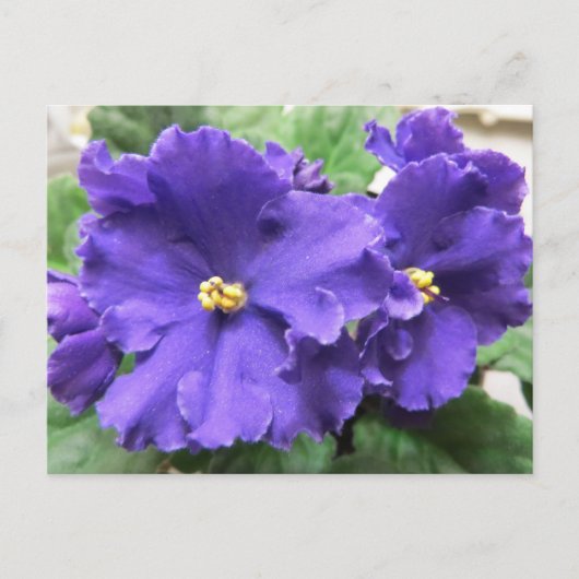 Lila afrikanische Violet-Blume Postkarte (Vorderseite)