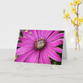 Lila afrikanisches Daisy-Nah-Up-Foto Karte (Gelbe Blume)