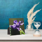 Lila afrikanisches Violett ~ 5,25 x 5,25 mit Easel Fotoplatte (InSitu)