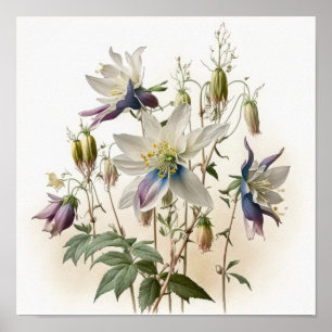Lila Akelei-Blumen Kunst Druck Poster