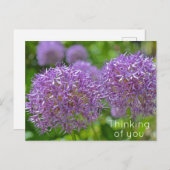 Lila Allium-Blume Denken Sie an Sie Postkarte (Vorne/Hinten)