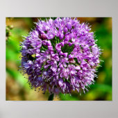 Lila Allium-Blume im Blut Poster (Vorne)