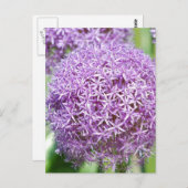 Lila Allium Blume Postkarte (Vorne/Hinten)