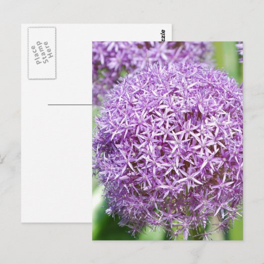 Lila Allium Blume Postkarte (Vorne/Hinten)