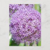 Lila Allium Blume Postkarte (Vorderseite)