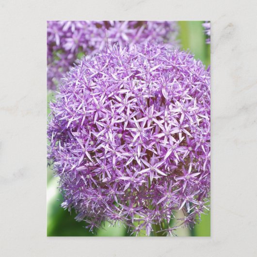 Lila Allium Blume Postkarte (Vorderseite)