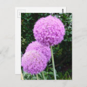 Lila Allium-Blume Postkarte (Vorne/Hinten)