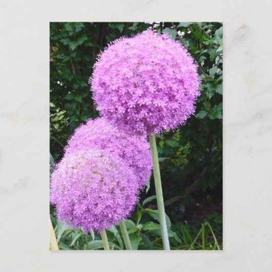 Lila Allium-Blume Postkarte (Vorderseite)