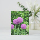 Lila Allium-Blume Postkarte (Stehend Vorderseite)