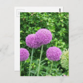 Lila Allium-Blume Postkarte (Vorne/Hinten)